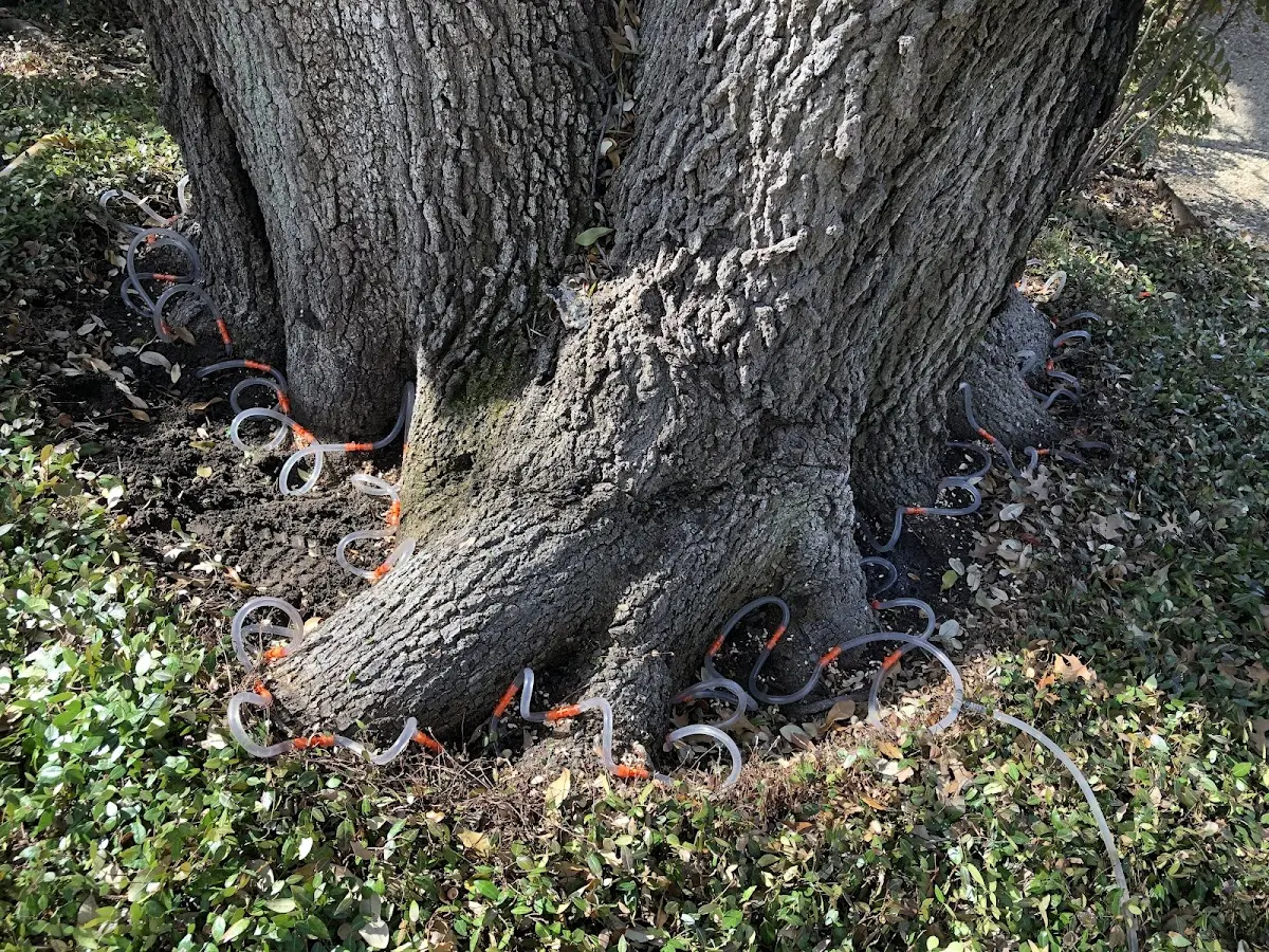 Detailed Tree Cabling and Bracing job site in Big Bend National Park