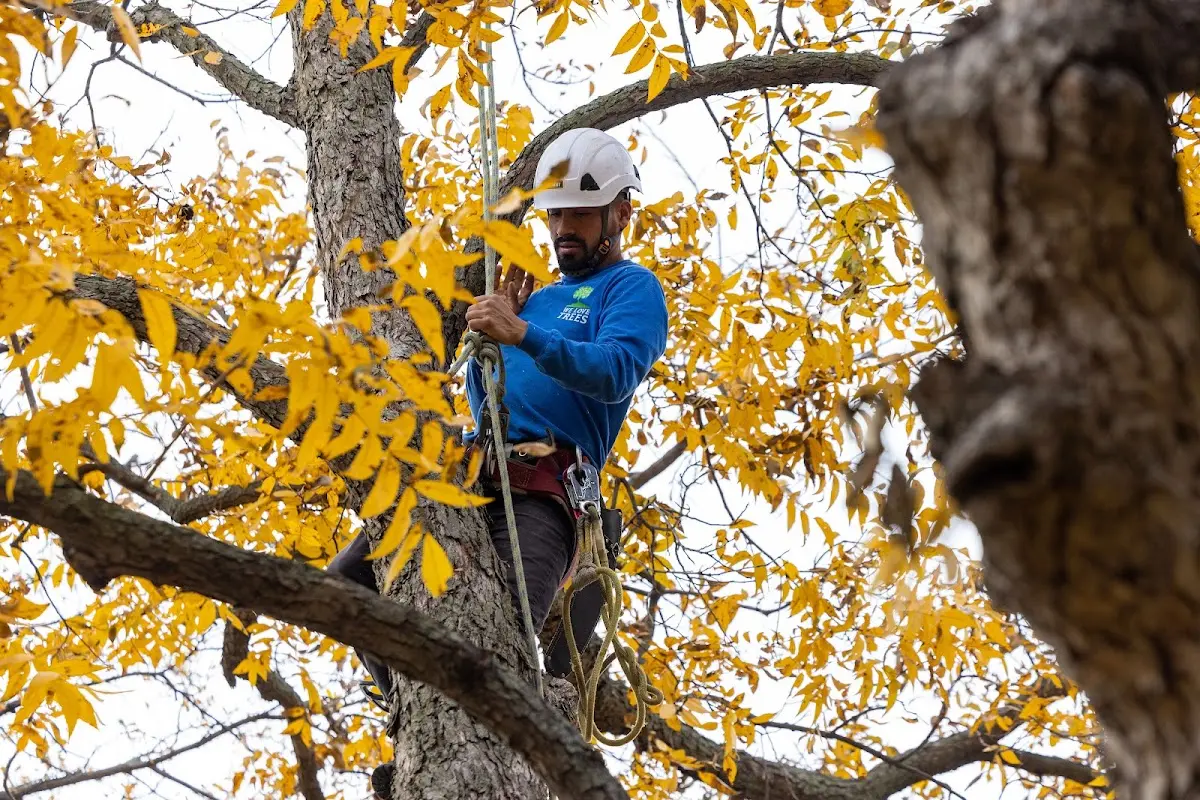 Skilled Tree Pruning crew working in Big Bend National Park